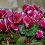 Ciclamino in fiore con consigli per un'irrigazione corretta e duratura.