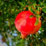 Immagine di un melograno potato, con rami verdi e frutti in crescita, in un giardino soleggiato.