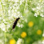 Insetti su piante infestanti nel giardino, strategie naturali per la protezione delle piante.