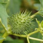 Pianta infestante in giardino, segnale di problemi nel terreno.