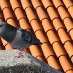 Immagine di un repellente naturale per piccioni con colori vivaci che allontanano gli uccelli.