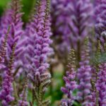 Varietà di fiori perenni colorati in un giardino, pronti per essere coltivati e curati.